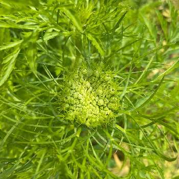 人参の投稿画像一覧 Greensnap グリーンスナップ 人参の投稿画像一覧 Greensnap グリーンスナップ