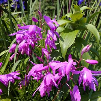 紫蘭しらんの画像 by かみゅさん | お出かけ先と紫蘭しらんと春のお花とはると花日和