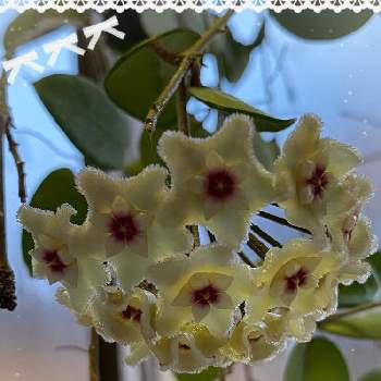 ホヤ マチルダ の投稿画像一覧 Greensnap グリーンスナップ