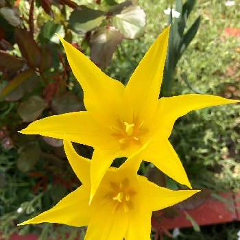 黄色い花の画像 by miyoさん | 小さな庭と癒されるーと日当たり良好と黄色い花とありがとうと宿根草♪と花のある暮らしとかわいいと北海道とウキウキとiPhone撮影