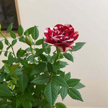 鉢花の画像 by モモユウさん | 階段/廊下とにわの草花とばら バラ 薔薇とおうちde菜園とおうち園芸と鉢花と鉢植えと花いろいろと君も花が好きなのかと元気に育ててますよと花のある暮らしとばら 薔薇 バラ