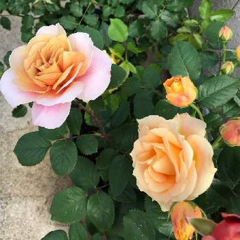 ディスタントドラムスの画像 by yuiさん | 小さな庭とラ・ドルチェ・ヴィータとディスタントドラムスとガーデニングとバラ 鉢植えとばら バラ 薔薇