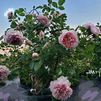 ネコ好きの画像 by miyabinさん | miyabin's rose 2022と雪国とばら バラ 薔薇とバラはいいなぁとネコ好きとヤジマローゼスとGS映えと植中毒とmiyabin's garden 2022とカレンデュラ♡と花のある暮らしとバラ カレンデュラ