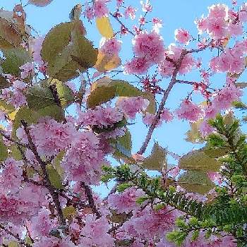 素敵の画像 by tanoさん | さくら サクラ 桜とyu ＆ゆうクラブとチーム岐阜と美しいとＧＳの皆様に感謝と素晴らしいと上を向いて歩こうと桜(さくら)リレーとお出掛け先と水曜日は水色とピンクワールドへ ようこそと❤️桜リレー♬と可愛いと綺麗だなぁと優しい気持ちと毎日楽しくと新平湯温泉にてと素敵