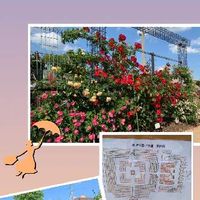 庭園,薔薇園,庄堺公園,お出かけ先の画像