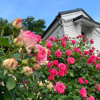 アンジェラの画像 by つゆみさん | ピエールドゥロンサールとアンジェラとおうち園芸とありがとうと薔薇暮らしと癒されてと私の庭と花のある暮らしと地植えとばらに魅せられて