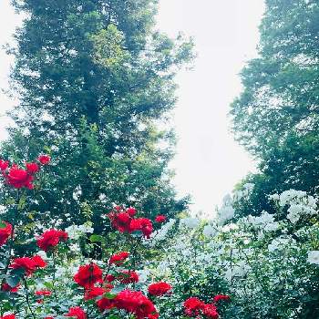 白い薔薇♡の画像 by コハクさん | お出かけ先と薔薇♪と美しいと赤いバラと白い薔薇♡