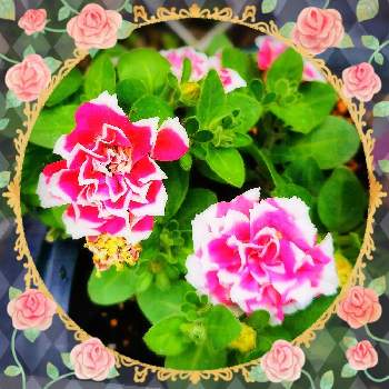 花衣 紅水晶の画像 by マカロンさん | 癒やしと小さな幸せ❤と咲いてくれてありがとう❤と初夏の花たちと全てのものへの感謝と畏敬と小さな庭♡とペチュニア☆と花のある暮らしと観察してまーすと花衣 紅水晶とおうちで自然を感じるとありがと〜❤