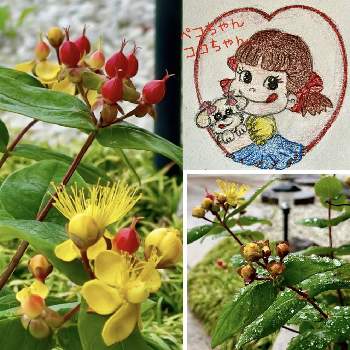 ヒペリカム,手描きのペコちゃん,ペコちゃん祭り,可愛いお花,水滴の水曜日の画像
