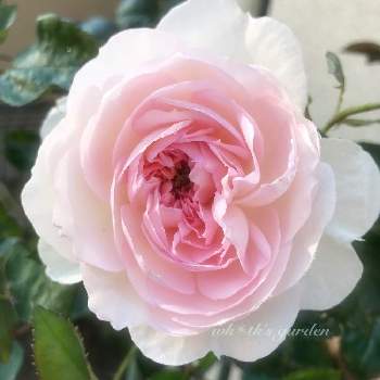 プリンセスヴェールの画像 by wktkさん | 小さな庭とプリンセスヴェールと薔薇愛同盟とピンクの花と薔薇のある暮らし♡とバラと夢CLUBと鉢植えと白い花とばら 薔薇 バラとバラ・ミニバラとバラを楽しむとiPhone撮影と薔薇の花
