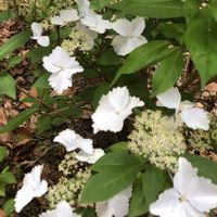 ノリウツギ,白いお花,初めて✨,山道散策,ウォーキングの楽しみの画像