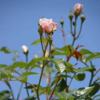 ブリリアント・ピンク・アイスバーグ,お花大好き♡,ずくだせ信州,ほっこり♡,マイガーデンの画像
