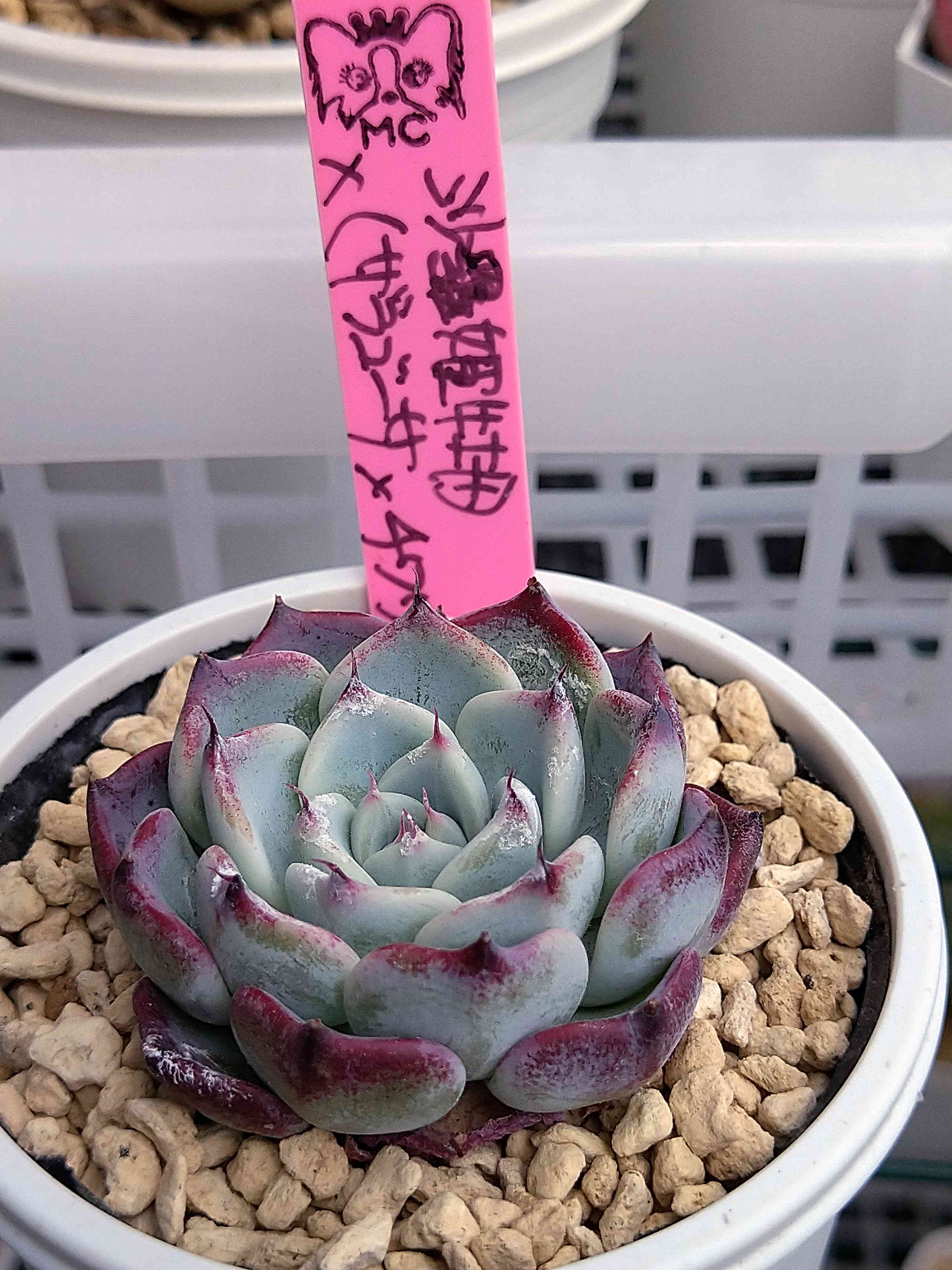 沙羅姫牡丹✖ザラゴーサ×チワワエンシス｜🍀GreenSnap（グリーン