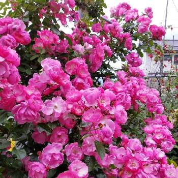 花のある風景の画像 by シロネコさん | バラとアンジェラと花のある暮らしと花のある風景