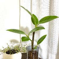 アルテシマ,ワイヤープランツ スポットライト,観葉植物,お気に入り,室内の画像