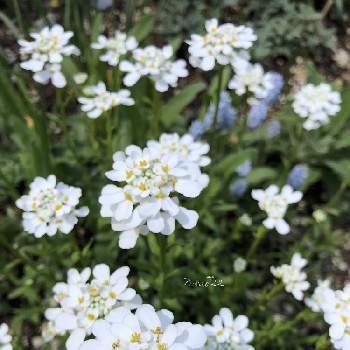 北海道でも越冬しますの画像 by rosa sさん | 小さな庭とイベリスと白い花と北海道と北海道でも越冬しますと小花会