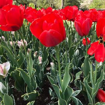 昭和記念公園の画像 by 君にバラバラさん | チューリップ チャイナタウンと昭和記念公園とピンクの花とイベントと満開と癒しとカワイイ♡と赤い花と花いろいろと花のある暮らしとお散歩と春の装いとiPhone撮影