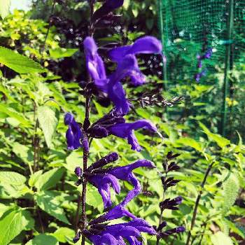 サルビア・セージの画像 by cocochanさん | 小さな庭とメドーセージと紫色の花とサルビア・セージとメドー・セージ❥と季節感とサルビア ガラニチカ♡