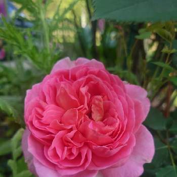 イングリッシュ・ローズの画像 by 水名月さん | 小さな庭とER『ボスコベル』とガーデニングとイングリッシュ・ローズとばら バラ 薔薇