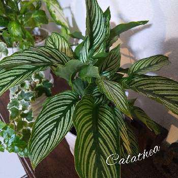 カラテア,カラテア・ビッタタ,クズウコン科 ,観葉植物,10℃以上の画像