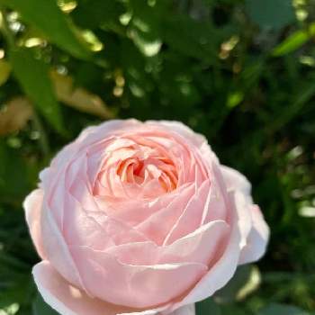 水曜ローズショーの画像 by poohさん | 小さな庭とバラ　コンフィチュールとキュンキュン乙女倶楽部と水曜ローズショーとばら バラ 薔薇とピンクの花とバラが好きとかわいい❤と素敵