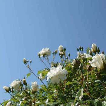 白いバラの画像 by スカイブルーさん | お出かけ先と世界平和とばら バラ 薔薇とおだやかな１日になりますようにと白いバラとイングリッシュガーデンと可愛い〜♡と白い花