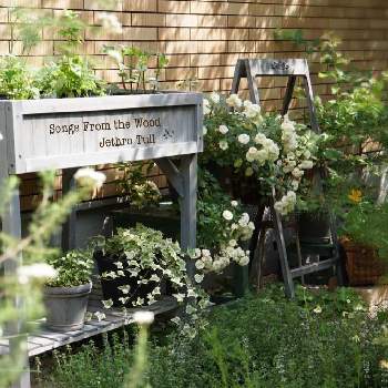 ハーブ　タイムの画像 by marikoさん | 小さな庭とハーブ　タイムとハーブとハーブのある暮らしとガーデニングとミニバラ グリーンアイス