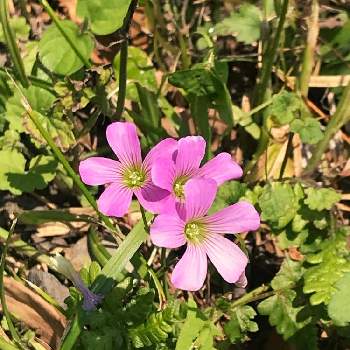 小さな野花の投稿画像一覧 Greensnap グリーンスナップ 小さな野花の投稿画像一覧 Greensnap グリーンスナップ
