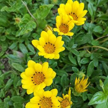 黄色い花の画像 by ジュリアーノさん | お出かけ先とガザニアとウクライナに平和をとNo  more warと黄色い花と今日のお花と幸せの黄色いお花と黄色いお花大好き協会と ガザニアと平和を願うと武器ではなく花をとチームブルーNo.086