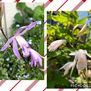 富山支部の画像 by チィさん | 小さな庭とウクライナに平和をと富山支部と元気に育ってます♪と花の色が変化と癒し…♡と花のある暮らしと繋がりに感謝✨