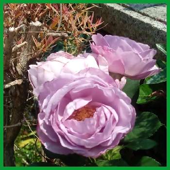 狭い花壇の画像 by メリーさん | 小さな庭とおうち園芸としのぶれど 薔薇とメラレウカ♫と小さい花壇と花のある暮らしと狭い花壇と地植え