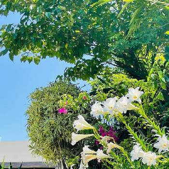 沖縄の画像 by bu--bu--chanさん | 広い庭とテッポウユリとありがとう♡と有難う御座居ますと癒しとokinawaと沖縄とオキナワと感謝と梅雨と楽しもうと2022とハーブと5月と花のある暮らしと白い花とおきなわ