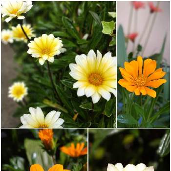 ガザニア,♡今日のお花♡,キラキラ✨,オレンジ色の花,今日のお花♡の画像