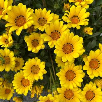 黄色い花の画像 by さっちーさん | お出かけ先とガザニアと黄色い花と今日のお花とビタミンカラーと黄色の花と花のある暮らしとお散歩