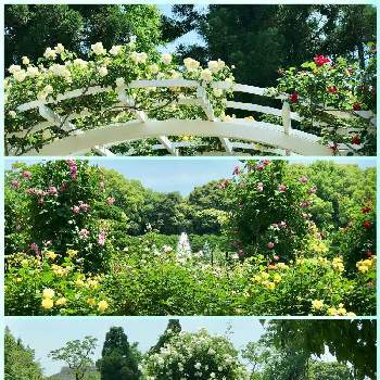 いやし♪の画像 by 京紫さん | 勝手にローズフェスタとばら バラ 薔薇と青空と植物❤︎と❥植物❥空模様❥コラボ❥とローズガーデンと白い花といやし♪と青空と京都府立植物園とiPhone撮影