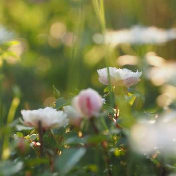 ミニバラ・グリーンアイスの画像 by おささん | 広い庭とミニバラ・グリーンアイスとミニバラとグリーンアイスとばら バラ 薔薇とピンクの花と富山支部とピンク❤︎ピンクとGS映えとGS日和ときれいとおうち園芸と朝日を浴びてと植中毒とピンクとミラーレス一眼とガーデニングとミニバラ グリーンアイスと太陽の光を浴びてと花のある暮らしと白い花とばら 薔薇 バラとバラ・ミニバラ