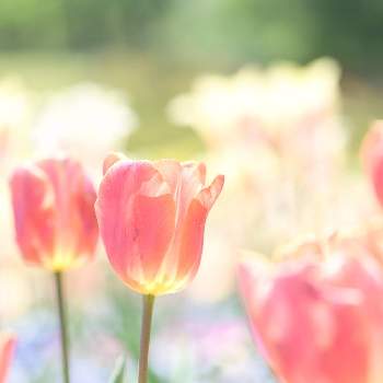 チューリップ,花のある暮らし,花いろいろ,国営みちのく杜の湖畔公園,君も花が好きなのかの画像