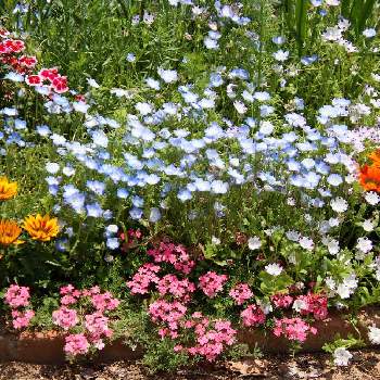 バーベナ タピアン,ガザニア,ネモフィラ,四季咲きなでしこ,ネモフィラ・マクラータの画像