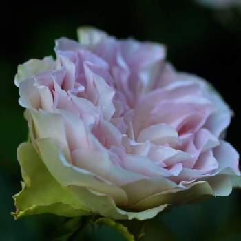 植物男子の画像 by marrieさん | 小さな庭とラピスヴェールとmarrieバラとばら バラ 薔薇と植物男子と今井ナーセリーとバラ・切り花品種とバラを楽しむ