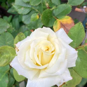 マイブームの画像 by 有明の春さん | 薔薇愛とわれら17年組と素敵な出会いに感謝❤️と私の庭と花のある暮らしと大好き♡︎ʾʾとマイブームと上品な美しさ♡とチーム福岡