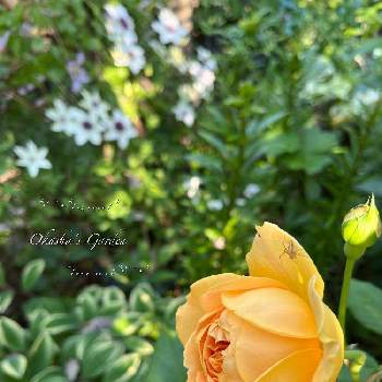 イングリッシュ・ローズの画像 by おかーしゃさん | ばら バラ 薔薇と中庭とイングリッシュ・ローズとゴールデン セレブレーションと薔薇♪