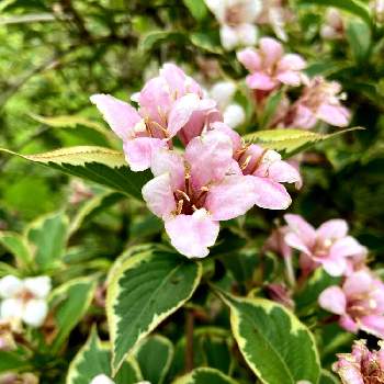 オオベニウツギの画像 by ビビマロンさん | お出かけ先とオオベニウツギと斑入りオオベニウツギと可愛い花とピンク❤︎ピンクと木曜日は木に咲く花と木曜日の木々たちとピンクのお花