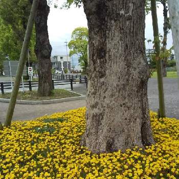 黄色い花の画像 by hanahamaさん | クスノキとガザニアと樹木(花生活❀h)とウクライナに平和をと花のある生活と感謝と祈りと黄色い花と筑後広域公園とビタミンカラーと素敵な公園(花生活❀h)