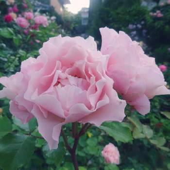 ピンクハンターの画像 by きらまるさん | 玄関と薔薇愛同盟と薔薇男子と薔薇に魅せられてと薔薇と暮らすとB型と365日薔薇と暮らすとバラのある暮らしと今日の一枚と花のある暮らしとチーム・ブルーとロザリアンとバラを楽しむとピンクハンターとチームブルーNo.121