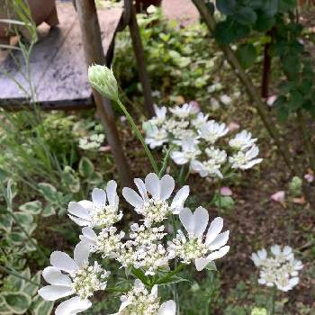 オルレアの画像 by ペルさん | 広い庭とオルレアと白い花