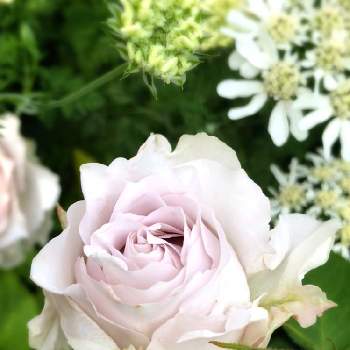 バラ サフィレットの画像 by あいびさん | 広い庭とバラ サフィレットとサフィレットとばら バラ 薔薇と薔薇5年生と花の群生地フォトコンとおうち園芸と花のある暮らしと薔薇♪とばら 薔薇 バラ