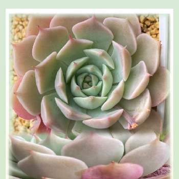 マーガレットレッピンの画像 by くう～⭐️さん | 棚とマーガレットレッピンと多肉植物と嬉しいな♡と可愛い⭐︎と癒しと花ともさんから~とGSに感謝