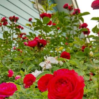 花に癒されるの画像 by あななさん | 小さな庭とバラのアーチと薔薇の季節と淡いピンク色のバラと真っ赤なバラとつるバラと可愛らしい花と花に癒されると花のある暮らし