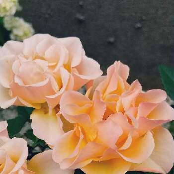 アプリコットカラーの画像 by n_atsuさん | アプローチとアプリコットカラーと尊いとオレンジ色のバラ
