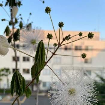 ネムの花♪の画像 by boesukeさん | バルコニー/ベランダとネムの花とネムの花♪と合歓の木 花とネムとネムの花。とねむのはなと白い合歓の木と合歓の花と白花ネムの木とネムの木。と白ネムとネムの花♡と白いネムの花